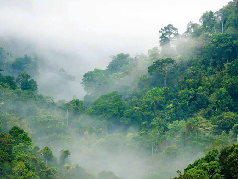 naturee